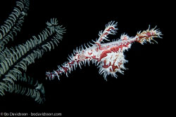BD-151226-Dauin-0244-Solenostomus-paradoxus-(Pallas.-1770)-[Harlequin-ghost-pipefish.-Spökkantnål].jpg
